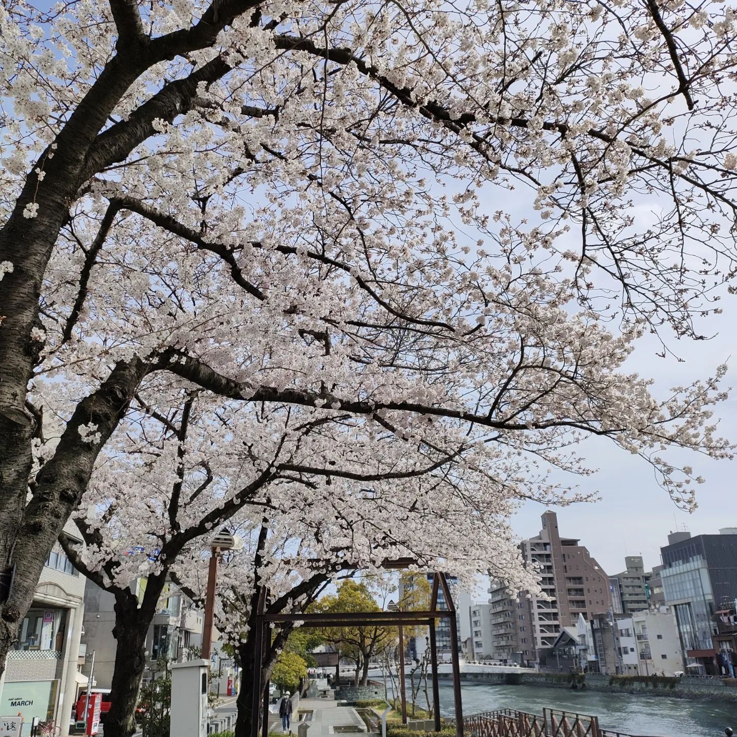 徳島市新町橋桜