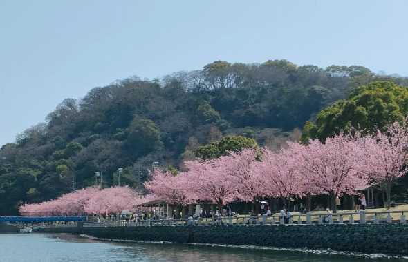 蜂須賀桜並木通り